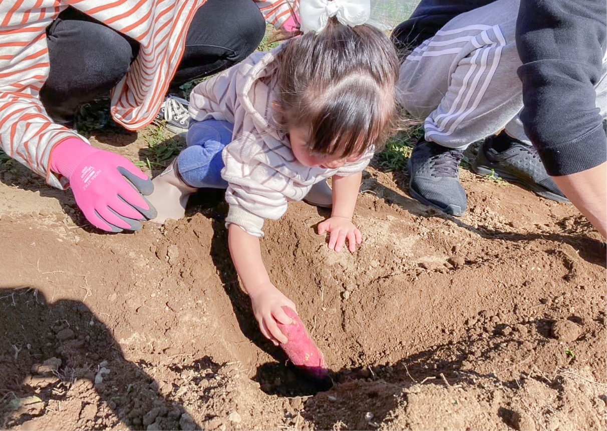 芋煮会(芋ほり)